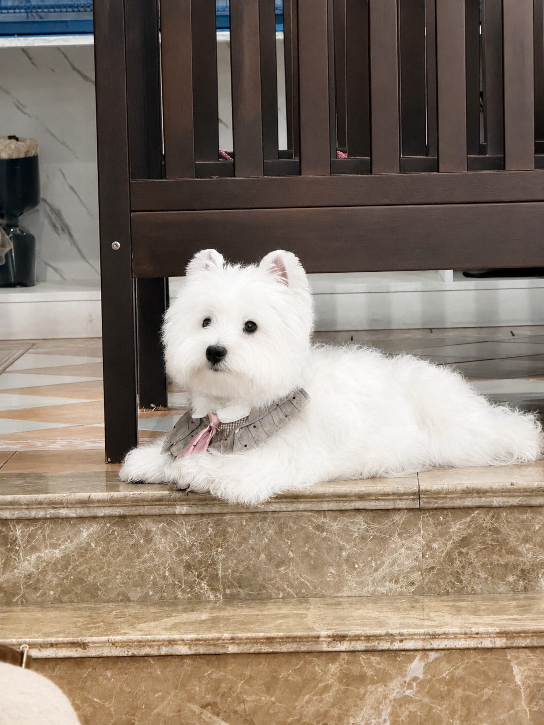 逸澜西高地犬舍的西高地白梗成犬