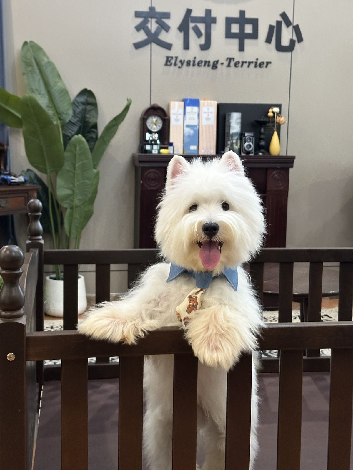 犬舍交付中心