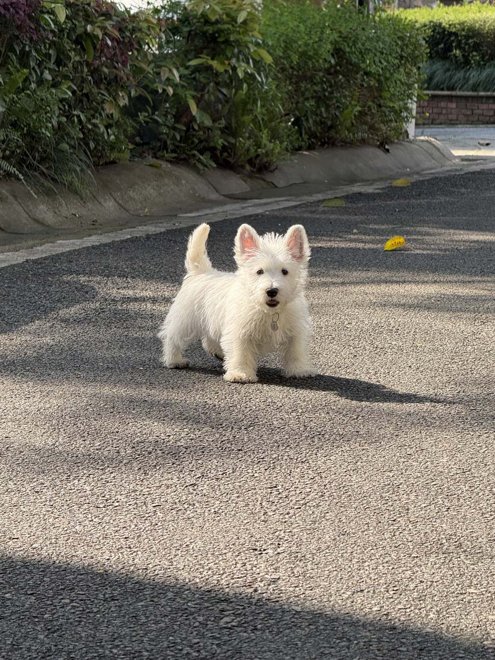 刚毛西高地白梗幼犬实拍