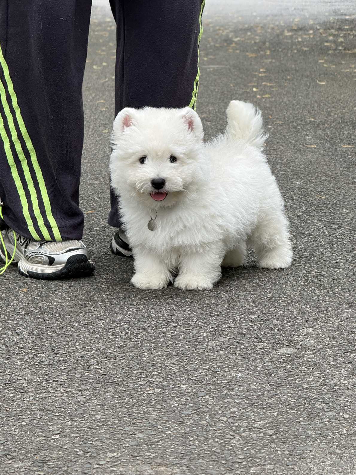 软爆毛西高地白梗幼犬实拍