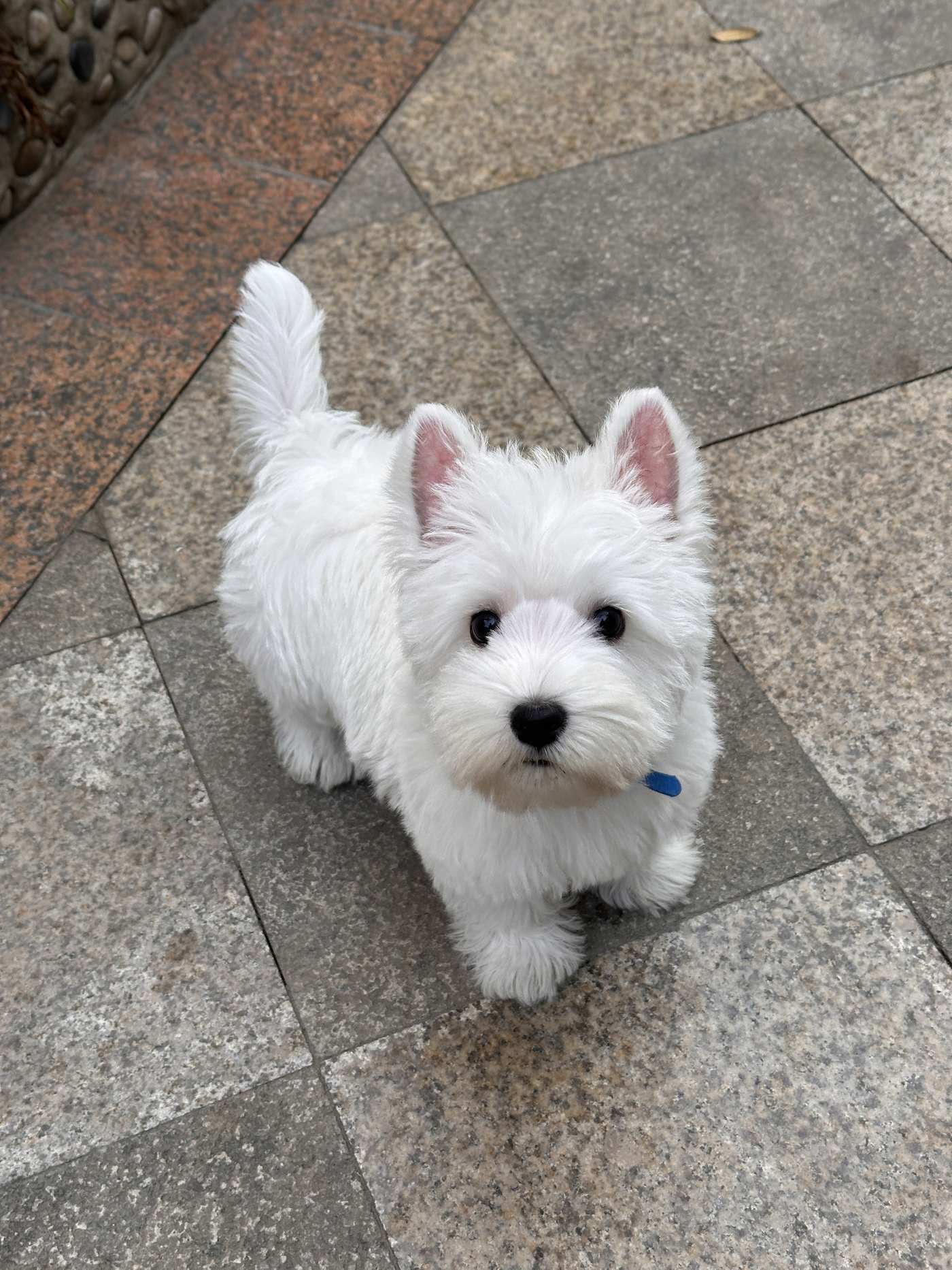软毛西高地白梗幼犬实拍